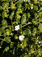 Mirabilis tenuiloba