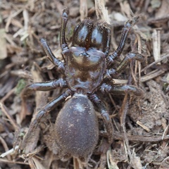 Atypus affinis