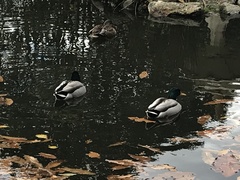 Anas platyrhynchos