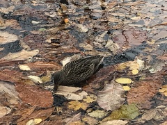 Anas platyrhynchos