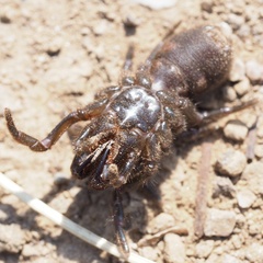 Atypus affinis