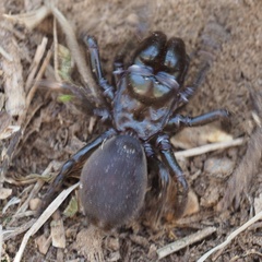 Atypus affinis
