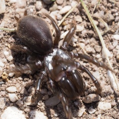 Atypus affinis