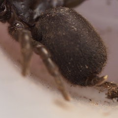 Atypus affinis