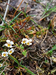 Euphrasia disperma