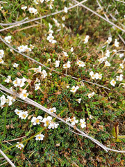 Euphrasia disperma