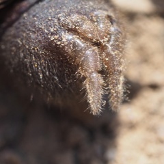 Atypus affinis