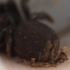 Atypus affinis