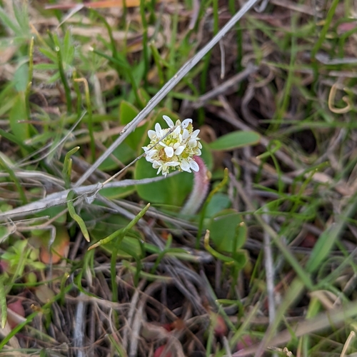 Image of Brittle-Leaf Saxifrage (Micranthes fragosa) by (c) Dominic Gentilcore, some rights reserved (CC BY)