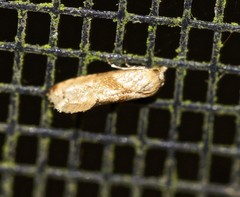 Eupoecilia acrographa