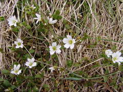 Cerastium beeringianum
