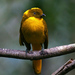 Golden Bowerbird - Photo (c) David Cook, some rights reserved (CC BY-NC)