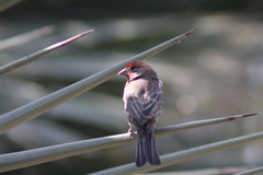 Haemorhous mexicanus