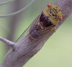 Macrotristria intersecta