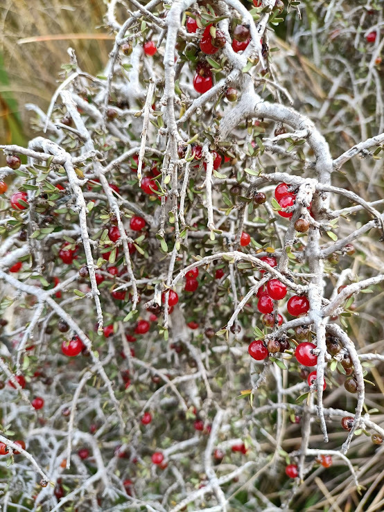 Coprosma decurva