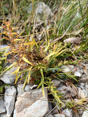 Aciphylla hookeri
