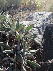 Robinsonecio gerberifolius