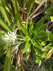 Celmisia spectabilis