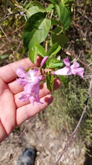 Tanaecium dichotomum
