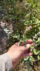 Vernonanthura chamaedrys