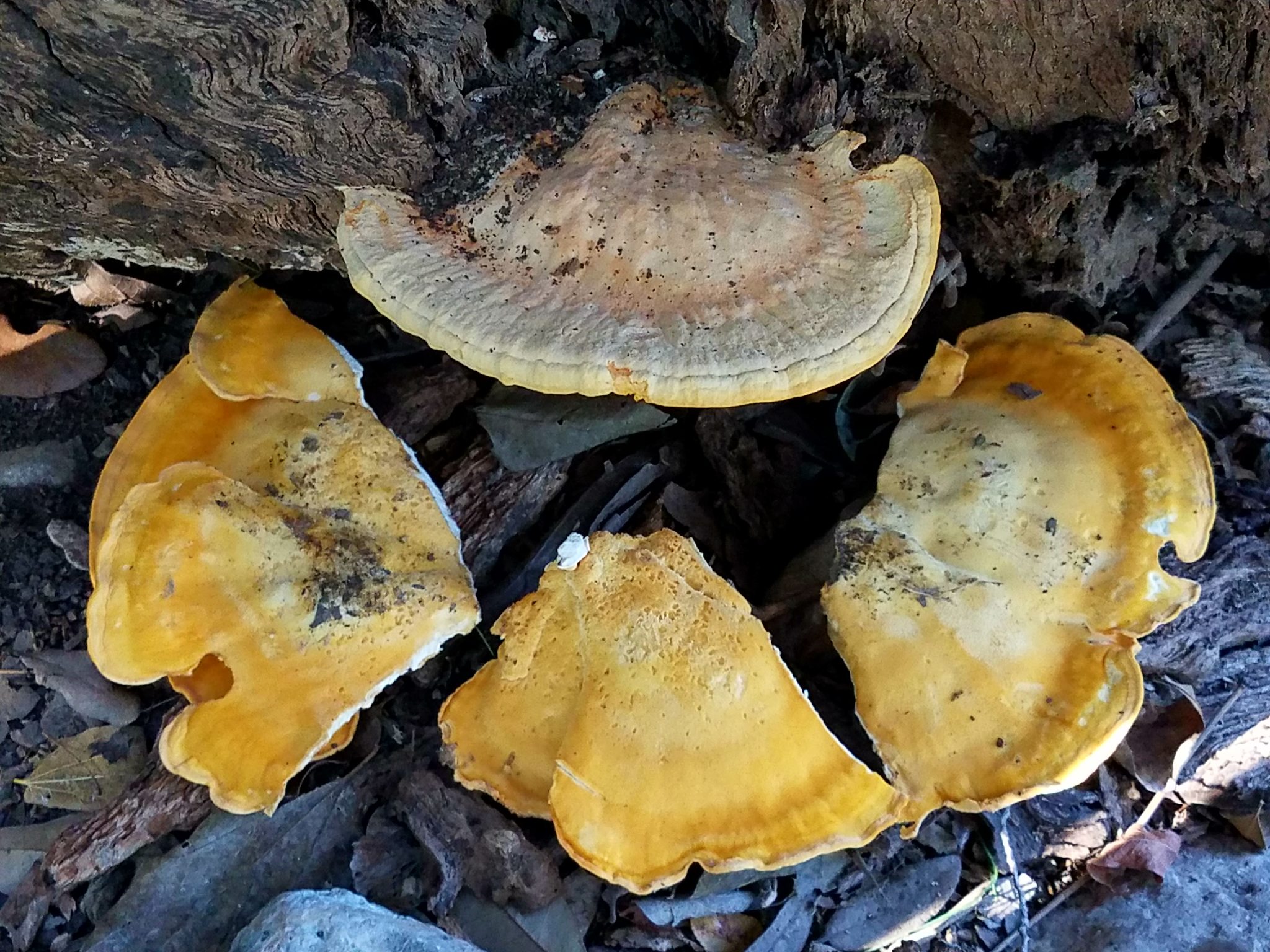 Polyporus sulphureus<br>03 January, 2025