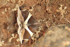 Bastilla crameri