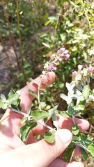 Vernonanthura chamaedrys