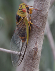 Macrotristria intersecta