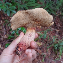 Retiboletus vinaceipes