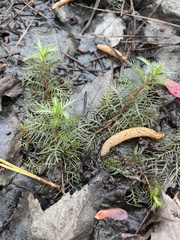 Proserpinaca pectinata