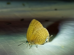 Arhopala