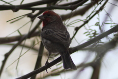 Haemorhous mexicanus