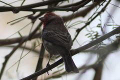Haemorhous mexicanus