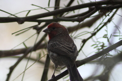 Haemorhous mexicanus