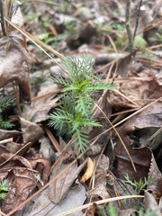 Proserpinaca pectinata