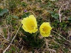 Papaver alpinum