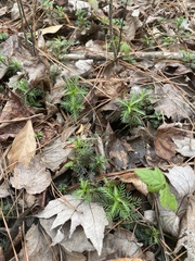 Proserpinaca pectinata