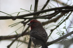 Haemorhous mexicanus