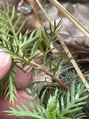 Proserpinaca pectinata