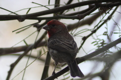 Haemorhous mexicanus