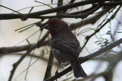 Haemorhous mexicanus