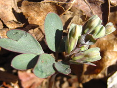 Corydalis ambigua