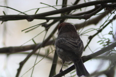 Haemorhous mexicanus