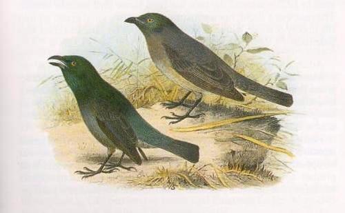 Norfolk Starling
