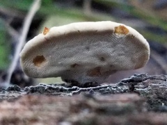 Truncospora mexicana