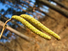 Corylus heterophylla