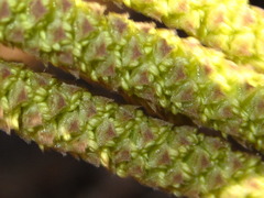 Corylus heterophylla