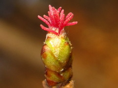 Corylus heterophylla