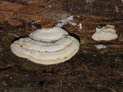 Truncospora mexicana