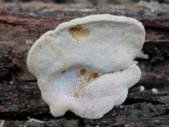 Truncospora mexicana